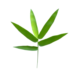 Star Magnolia Pura Smart Device Refill