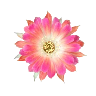 Midnight Cactus Classic Reed Diffuser