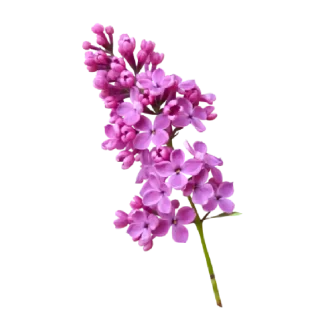 French Lilac Pura Smart Device Refill