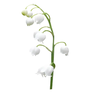 Star Magnolia Pura Smart Device Refill