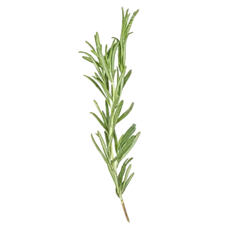 Rosemary Eucalyptus Reed Diffuser Refill