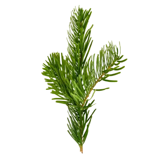 Woodland Spruce Classic Reed Diffuser